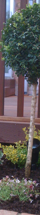 Balau Decking Balau Decking