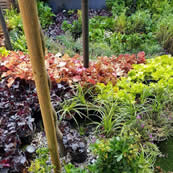 Living Walls
