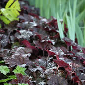 Living Walls