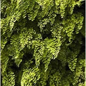 Living Walls
