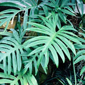 Living Walls