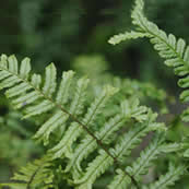 Living Walls