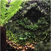 Living Walls